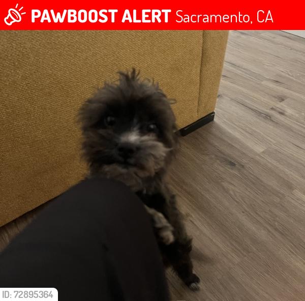 Lost Male Dog last seen Southland park , Sacramento, CA 95831