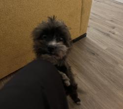 Lost Male Dog last seen Southland park , Sacramento, CA 95831