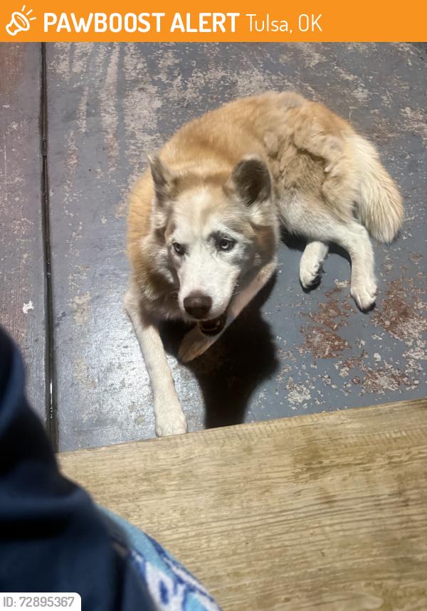 Found/Stray Unknown Dog last seen 41st east st, Tulsa, OK 74146