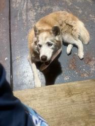Found/Stray Unknown Dog last seen 41st east st, Tulsa, OK 74146