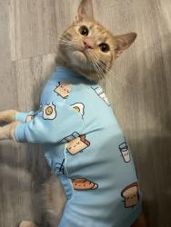 Lost Male Cat last seen HollyHills DR NE , Bothell, WA 98011