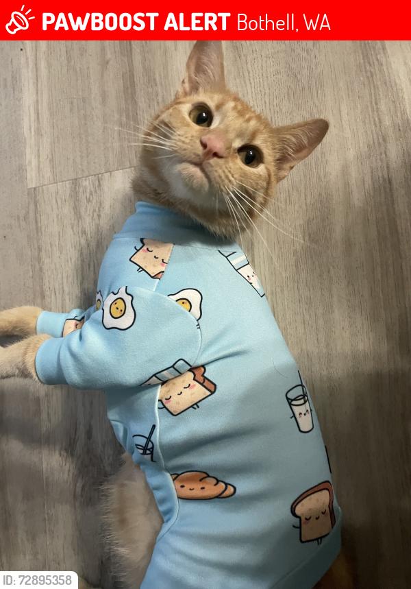 Lost Male Cat last seen HollyHills DR NE , Bothell, WA 98011