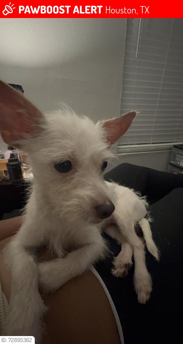 Lost Female Dog last seen Mac Gregor, Houston, TX 77021