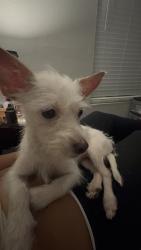 Lost Female Dog last seen Mac Gregor, Houston, TX 77021