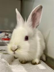 Shelter Stray Female Other last seen PRECITA PARK NEAR FOLSOM, San Francisco, CA 94103