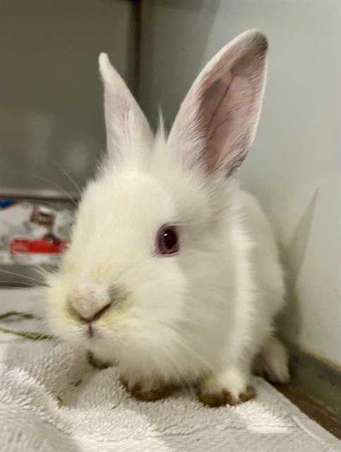 Shelter Stray Female Other last seen PRECITA PARK NEAR FOLSOM, 1419 Bryant St, San Francisco, CA 94103, USA