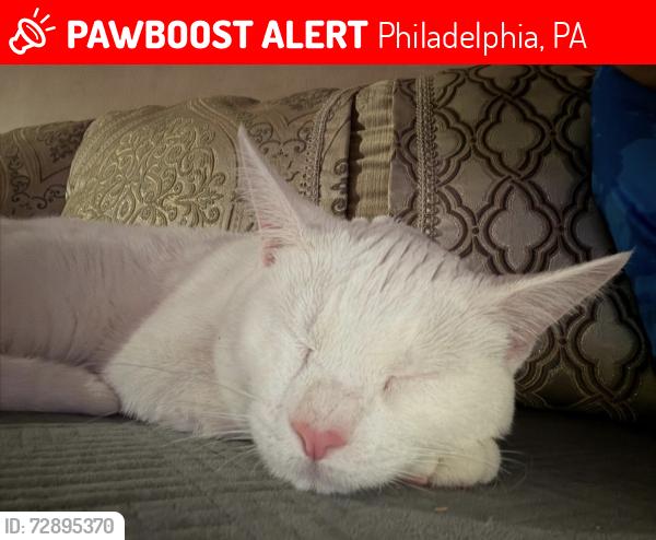 Lost Male Cat last seen Ethan Allen , Philadelphia, PA 19102