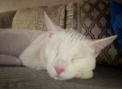 Lost Male Cat last seen Ethan Allen , Philadelphia, PA 19102