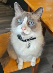 Reunited Male Cat last seen Union Dr , Leander, TX 78641