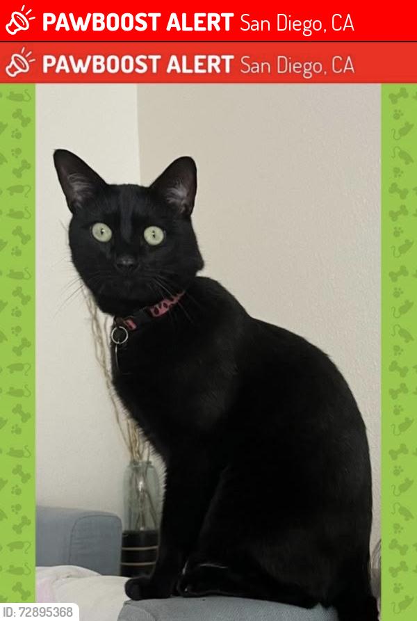 Lost Male Cat last seen Torrey Pines road , San Diego, CA 92037