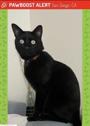 Lost Male Cat last seen Torrey Pines road , San Diego, CA 92037