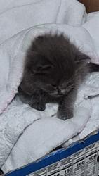 Lost Male Cat last seen W olive st , San Bernardino, CA 92405