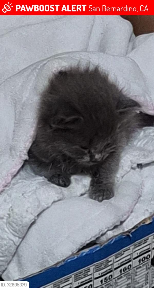 Lost Male Cat last seen W olive st , San Bernardino, CA 92405