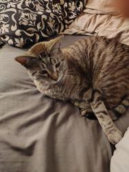 Lost Male Cat last seen Riverside , Wichita, KS 67203