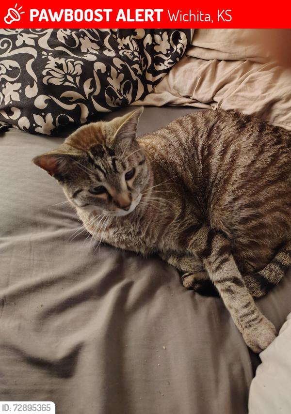 Lost Male Cat last seen Riverside , Wichita, KS 67203