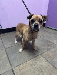 Shelter Stray Female Dog last seen El Paso, TX 79924, Fort Bliss, TX 79906
