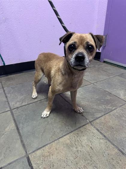 Shelter Stray Female Dog last seen El Paso, TX 79924, Fort Bliss, TX 79906