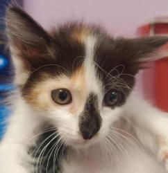 Shelter Stray Female Cat last seen El Paso, TX 79925, Fort Bliss, TX 79906