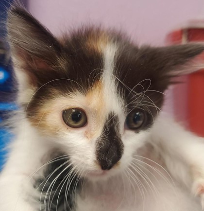 Shelter Stray Female Cat last seen El Paso, TX 79925, Fort Bliss, TX 79906