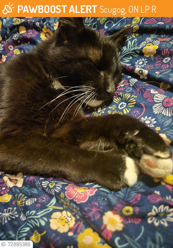 Found/Stray Male Cat last seen Scugog line 9 and Marsh Hill Rd Uxbridge Ontario, Scugog, ON L9P 1R3