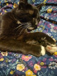 Found/Stray Male Cat last seen Scugog line 9 and Marsh Hill Rd Uxbridge Ontario , Scugog, ON L9P 1R3