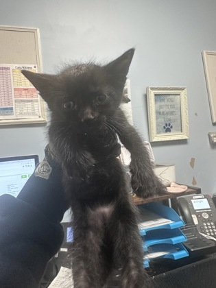 Shelter Stray Male Cat last seen Near N Indian Creek Dr Clarkston, GA, 30021, 30021, GA, Atlanta, GA 30341