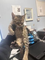 Shelter Stray Male Cat last seen Near N Indian Creek Dr Clarkston, GA, 30021, 30021, GA, Atlanta, GA 30341