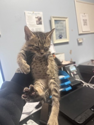 Shelter Stray Male Cat last seen Near N Indian Creek Dr Clarkston, GA, 30021, 30021, GA, Atlanta, GA 30341