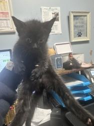 Shelter Stray Male Cat last seen Near N Indian Creek Dr Clarkston, GA, 30021, 30021, GA, Atlanta, GA 30341