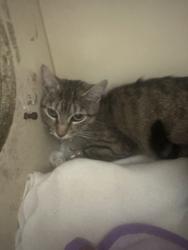 Shelter Stray Female Cat last seen Near N Indian Creek Dr Clarkston, GA, 30021, 30021, GA, Atlanta, GA 30341
