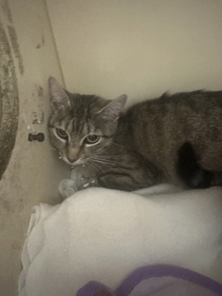 Shelter Stray Female Cat last seen Near N Indian Creek Dr Clarkston, GA, 30021, 30021, GA, Atlanta, GA 30341
