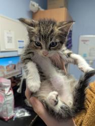 Shelter Stray Male Cat last seen 4207–4209 N Peachtree Rd Atlanta, GA  30341, 30341, GA, Atlanta, GA 30341
