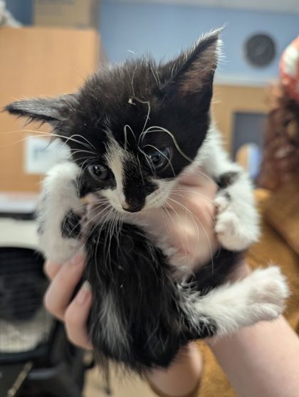 Shelter Stray Female Cat last seen 4207–4209 N Peachtree Rd Atlanta, GA  30341, 30341, GA, Atlanta, GA 30341