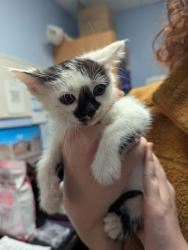 Shelter Stray Female Cat last seen 4207–4209 N Peachtree Rd Atlanta, GA  30341, 30341, GA, Atlanta, GA 30341