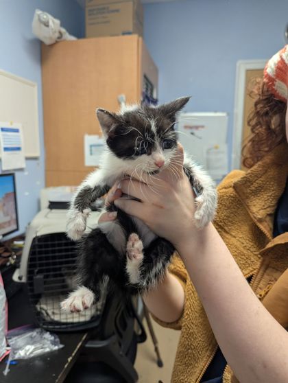 Shelter Stray Male Cat last seen 4207–4209 N Peachtree Rd Atlanta, GA  30341, 30341, GA, Atlanta, GA 30341