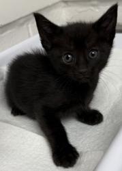 Shelter Stray Female Cat last seen Oakland, CA 94601, Oakland, CA 94601