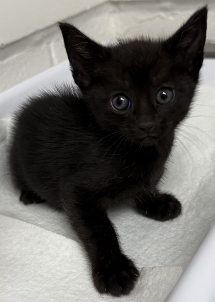Shelter Stray Female Cat last seen Oakland, CA 94601, Oakland, CA 94601
