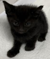 Shelter Stray Female Cat last seen Oakland, CA 94601, Oakland, CA 94601