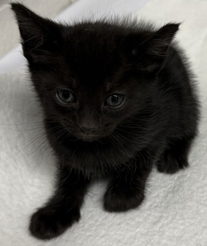 Shelter Stray Female Cat last seen Oakland, CA 94601, Oakland, CA 94601