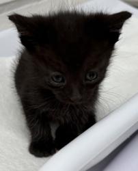 Shelter Stray Male Cat last seen Oakland, CA 94601, Oakland, CA 94601