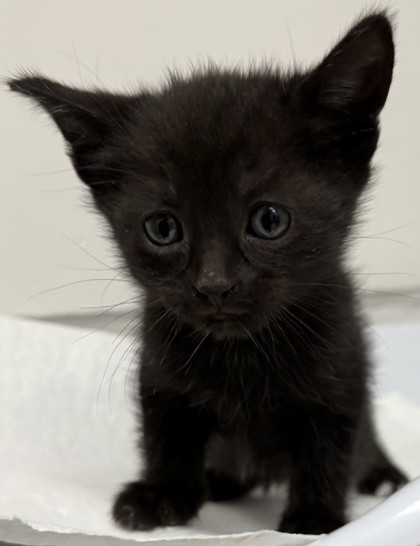 Shelter Stray Male Cat last seen Oakland, CA 94601, Oakland, CA 94601