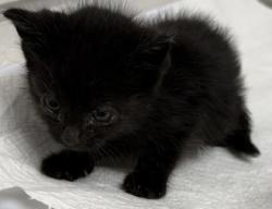 Shelter Stray Female Cat last seen Oakland, CA , Oakland, CA 94601