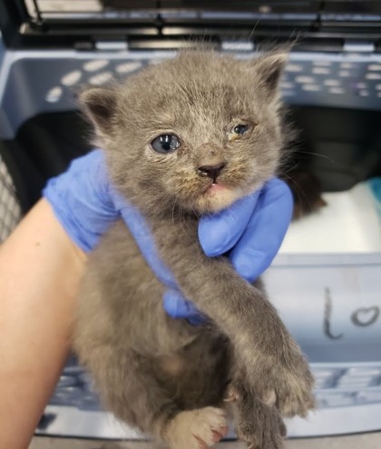 Shelter Stray Female Cat last seen Oakland, CA 94603, Oakland, CA 94601