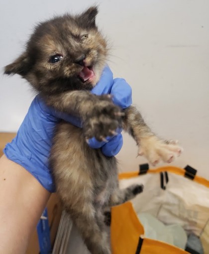Shelter Stray Female Cat last seen Oakland, CA 94603, Oakland, CA 94601