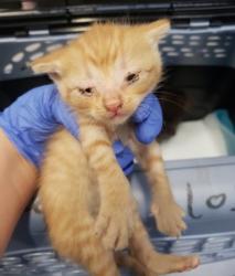 Shelter Stray Male Cat last seen Oakland, CA 94603, Oakland, CA 94601