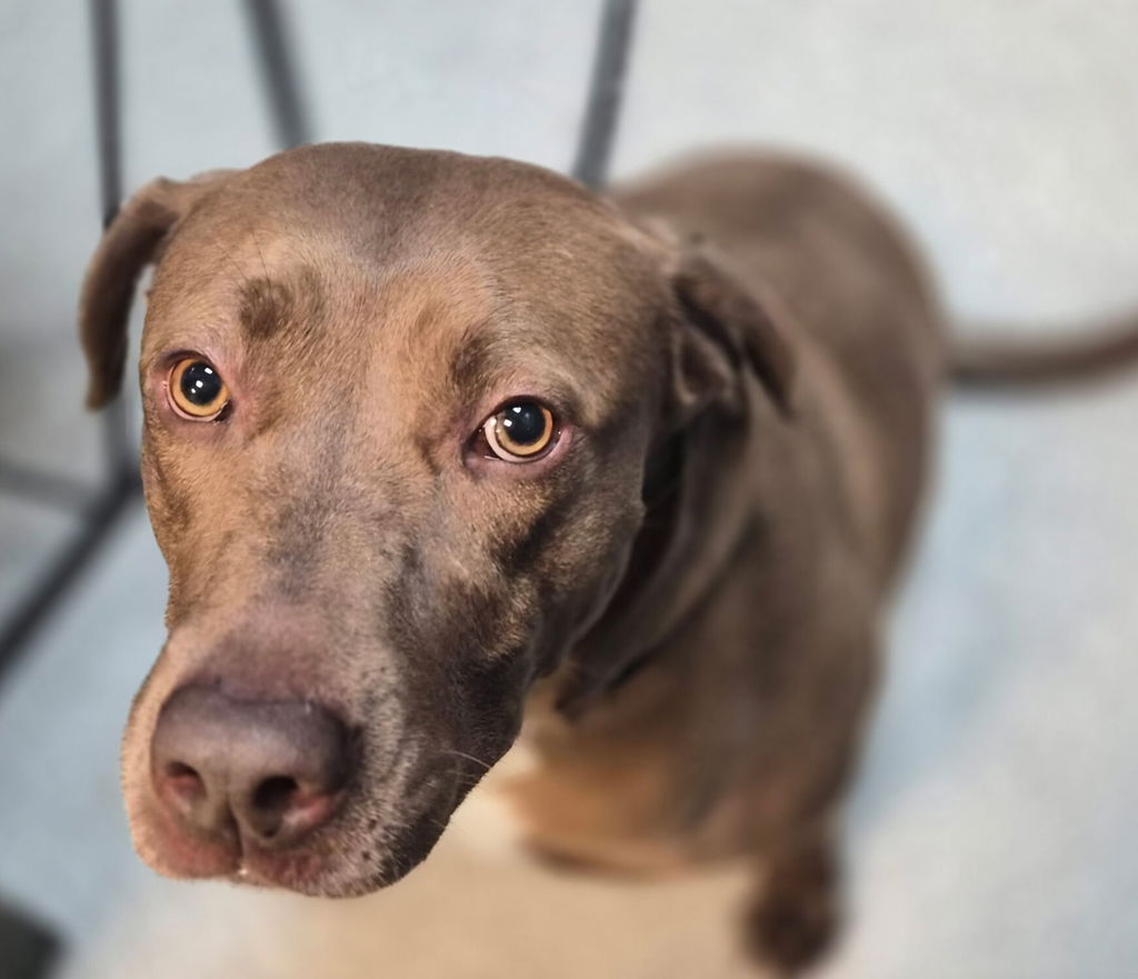 Shelter Stray Female Dog last seen 151st Street, NEW YORK, NY, 10031, New York, NY 10029