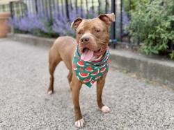 Shelter Stray Male Dog last seen Near Bartow Avenue, BRONX, NY, 10475, New York, NY 10029