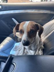 Found/Stray Male Dog last seen Berkely St, Houston, TX 77012