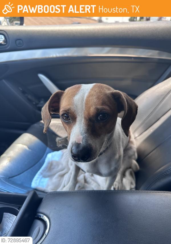 Found/Stray Male Dog last seen Berkely St, Houston, TX 77012