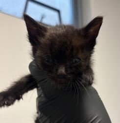 Shelter Stray Male Cat last seen Apt 134,2750 Wheatstone, San Diego, CA, 92111, San Diego, CA 92110